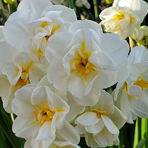 plantnet