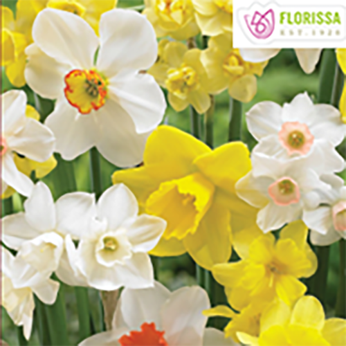 florissa